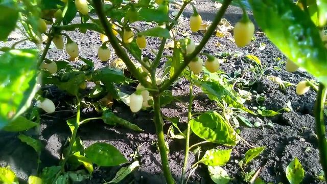 Habanero White. Хабанеро белый, один из самых острых сортов перца.