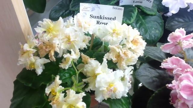 ВЫСТАВКА ФИАЛОК 05-12 сентября,Самарский Дом Фиалки