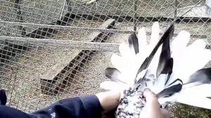 Николаевские голуби. Весенние подкидки. Дополнение. Голуби Украины