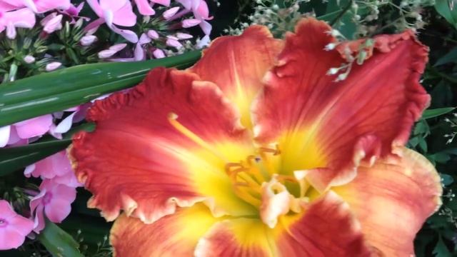 Лилейник Биколор Бьютифул смотреть онлайн