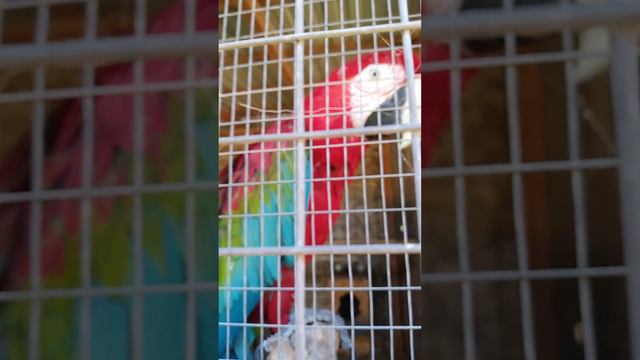 Красивый попугай Ара живёт в на Азовском море смотреть онлайн