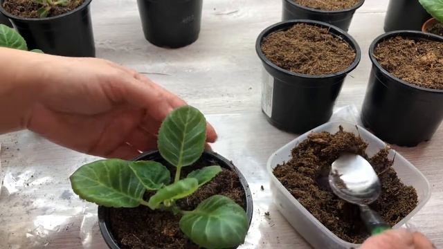 ПЕРЕСАДКА ДЕТОК ГЛОКСИНИЙ! ВСЕ ЛЕГКО И ПРОСТО! смотреть онлайн