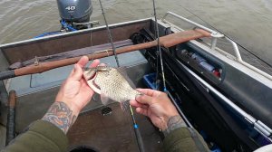 Простой способ насадки карася для ловли сома.mp4