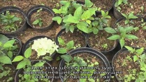 Размножение гортензии метельчатой черенками летом