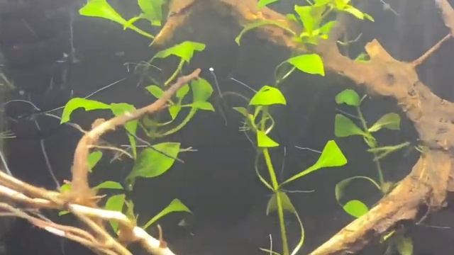 Ludwigia Repens Plant Care смотреть онлайн