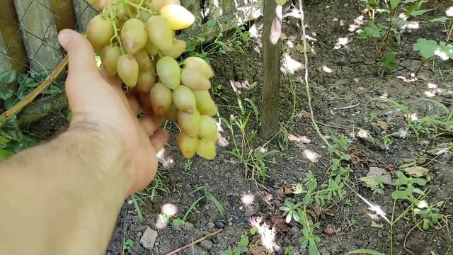 Казанова Карнавал Рембо виноград Тепловы Дмитрий Татьяна смотреть онлайн