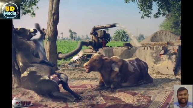 FUNNY COW DANCE 4 │ Cow Song & Cow Videos 2021 │ Cow Dance