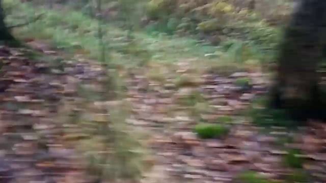 Природа лес туман по грибки 2020-скутера.как искать желтые опята? смотреть онлайн