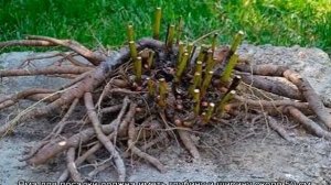 Пион Пиллоу Ток (Paeonia Pillow Talk) — особенности цветка