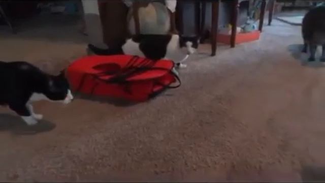 Коты и чучело рыси! смотреть онлайн