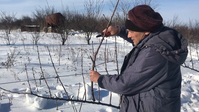 Специфика формировки черешни по методу UFO смотреть онлайн