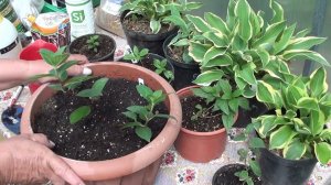 На сколько заглубить укорененные черенки гортензий для лучшего развития побегов.