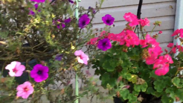 🌸🌺My beautiful summer flower garden hostas , gladiolus ,rose of sharon and hydrangeas 9/1/2023🌺🌸 смотреть онлайн