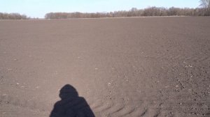 13.04.20. Горох, сорт Рокет.