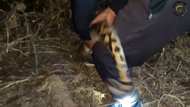15 Minutes & 2 Rescue | Cobra & Indian Rock Python | 5 Nov 2020 смотреть онлайн