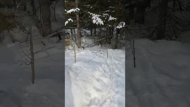 Очередной ВОЛК пойман! 18.03.2021год.mp4