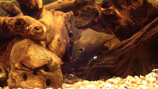 Сом-кукушка, Змееголов красный, Астронотус, Птеригоплихт. смотреть онлайн