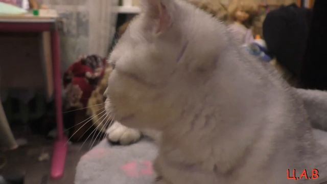 Марсик. Шотландский котёнок. /Игры/. /Наблюдения/. смотреть онлайн