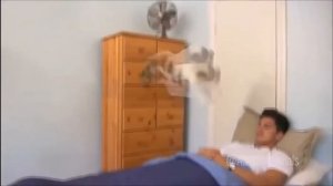 смешной кот Майкл и его жизнь