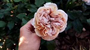 Самые необычные розы в моём саду. Розы  интересных цветов. Обзор сортов роз