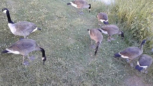 How to watch Canada Geese nibbling grass in a city park before they jump in the pond смотреть онлайн
