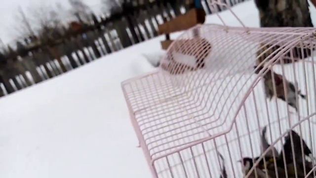 Ловля на тайник и пробный выход в поле. Часть 2