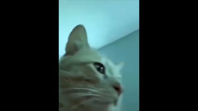 cat vibing 1 hour смотреть онлайн
