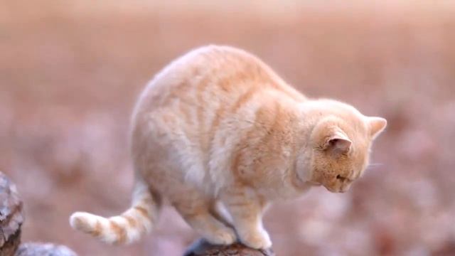 РЕФЕРЕНСЫ ДЛЯ РИСОВАНИЯ/ котик идёт, не торопясь смотреть онлайн