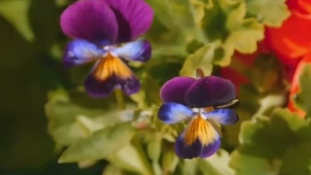 Верила, верила,верю смотреть онлайн