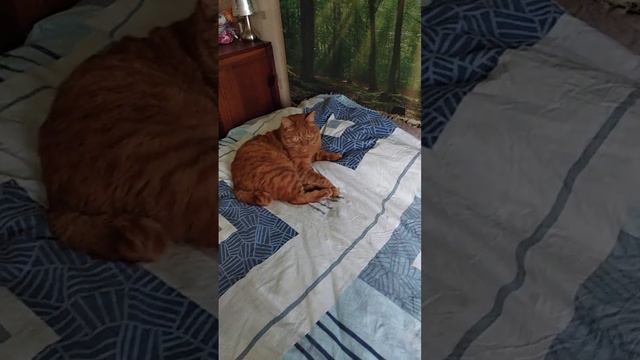 Рыжий-рыжий!??