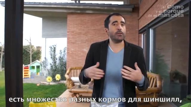 Шиншиллы - питание шиншилл смотреть онлайн