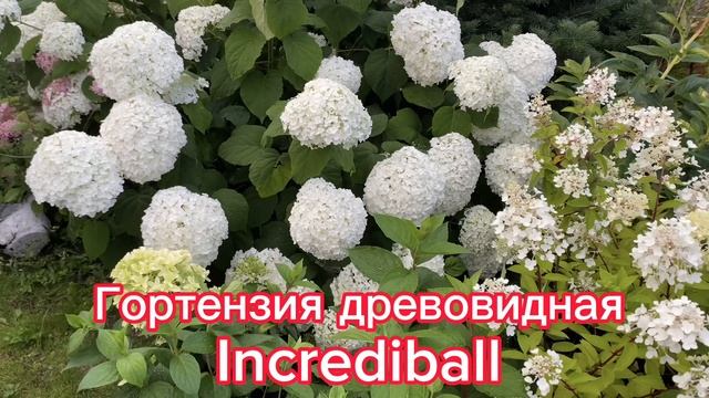 Гортензия древовидная “Incrediball" смотреть онлайн