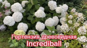 Гортензия древовидная “Incrediball»
