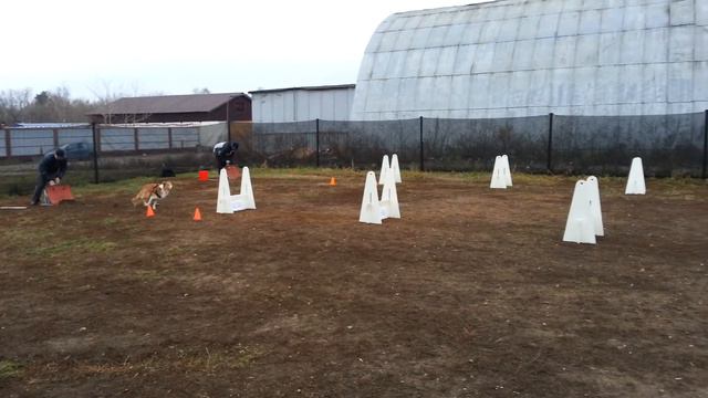 Тренировка по флайболу Кузьминки и Ясенево