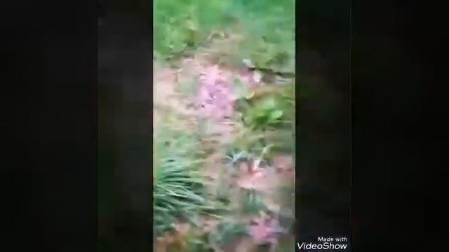 Гуляю с Гретой и играю в мячик-канатик)) смотреть онлайн