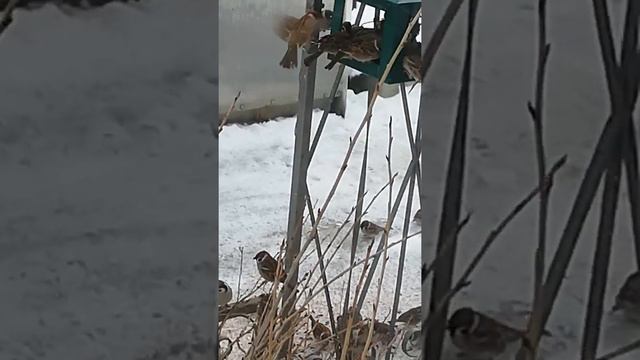 Зимние забавы, фото охота на воробьёв) смотреть онлайн