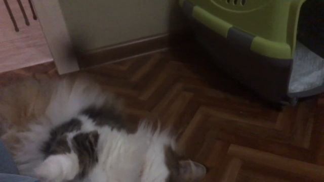 Сибирский кот Потап - отдай! смотреть онлайн