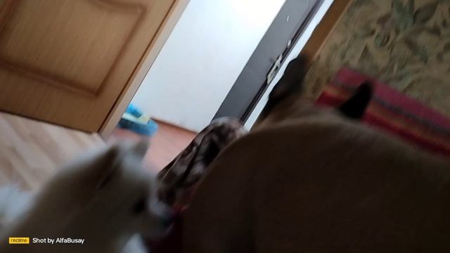 Две собаки по утру___.mp4 смотреть онлайн