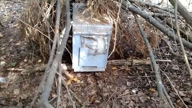 Ловля бродячих роёв.Мой опыт. смотреть онлайн