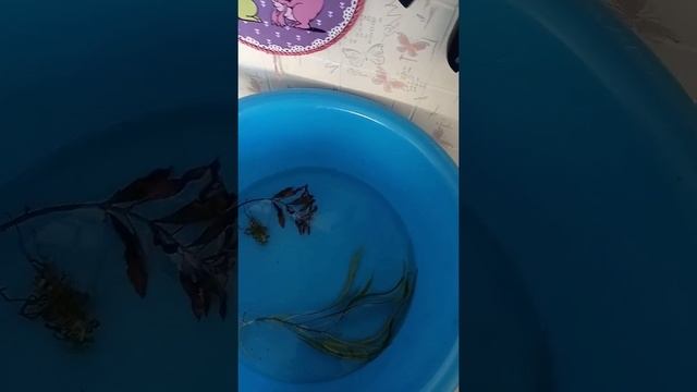 Дезинфекция аквариумных растений. Часть 1 смотреть онлайн