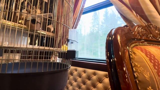 РУСКЕАЛЬСКИЙ ЭСПРЕСС ● КУПЕ, ВАГОН-РЕСТОРАН И ЦАРСКИЙ РЕСТОРАН смотреть онлайн