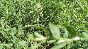 ☼горец птичий ( спорыш) - время сбора.