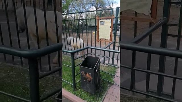 Путешествие. Американская миниатюрная лошадь смотреть онлайн