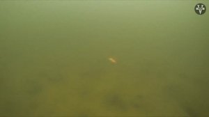 ФОРЕЛЬ. Как ловить и все о рыбе, которая способна утонуть !