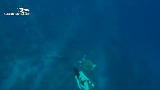 Freediving Planet - Freedive with Turtle over Moalboal drop off смотреть онлайн