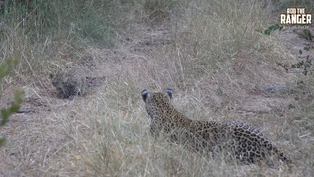 Scotia Female Leopard And Cub, Part 7 смотреть онлайн