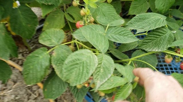 Малина Маравилла не перестаёт удивлять. смотреть онлайн