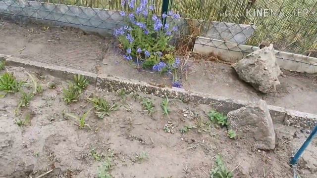 И снова про дачу в Германии 🤭 смотреть онлайн