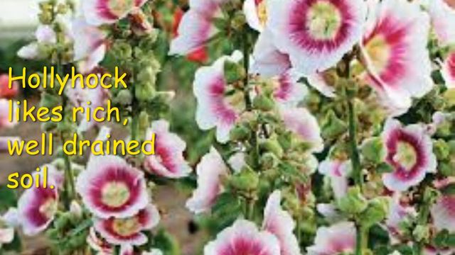 Best Flowers to Grow in September/October смотреть онлайн
