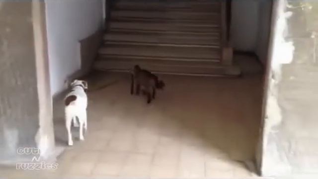 Funny Cats Compilation 2017 смотреть онлайн